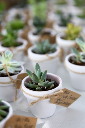 Succulent Wedding Favors