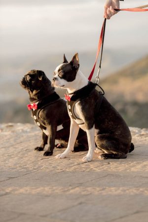 Wedding Dogs - Love and You Photography