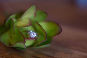 Wedding ring - Emily Leis Photography
