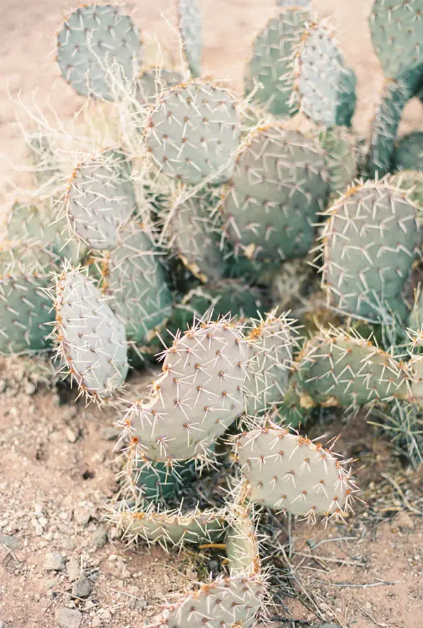 Desert Wedding - Matthew Nigel Photography
