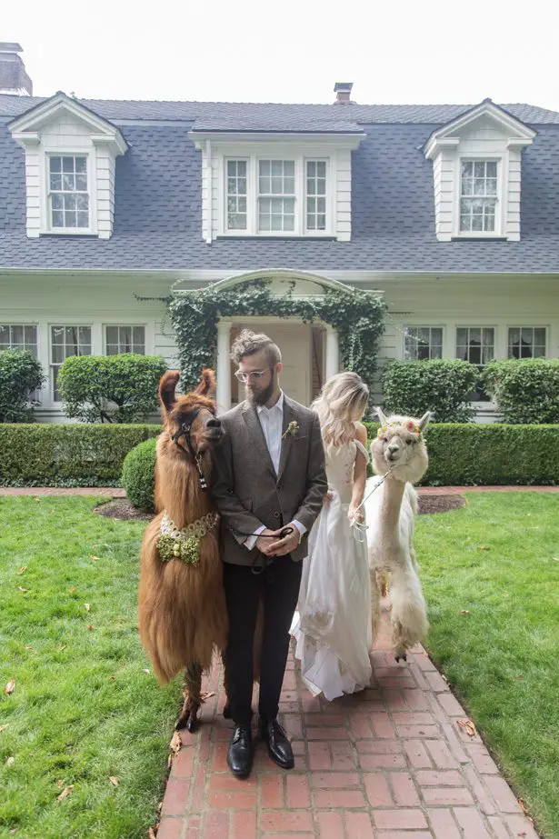 Wedding Llamas - Szu Designs, Inc