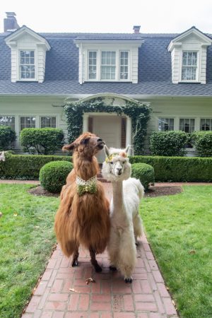 Wedding Llamas - Photography: Szu Designs, Inc