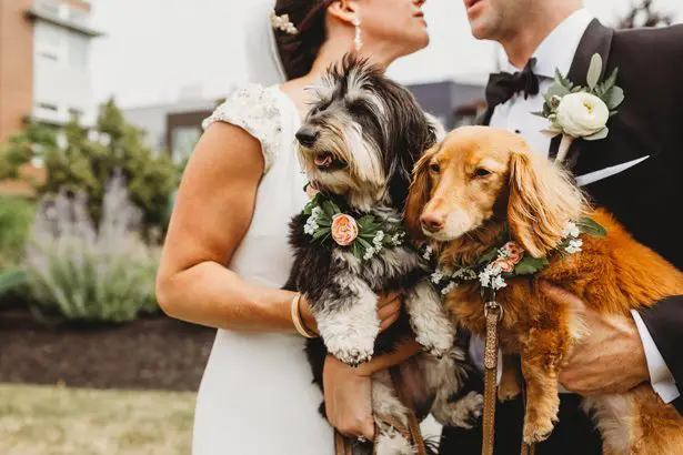 Wedding picture with dogs - Mann and Wife Photography