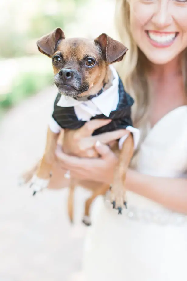 Wedding Dog - Photography: The Hendricks 