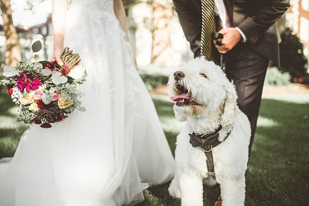 Goldendoodle dog ring bearer with bow tie - Aileen Elizabeth Photography