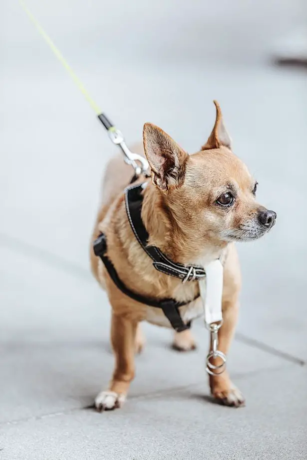 Puppy ring bearer for wedding pet - Photo: Dmitry Shumanev Production