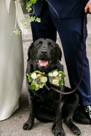 Wedding dog - Photography: Emilia Jane