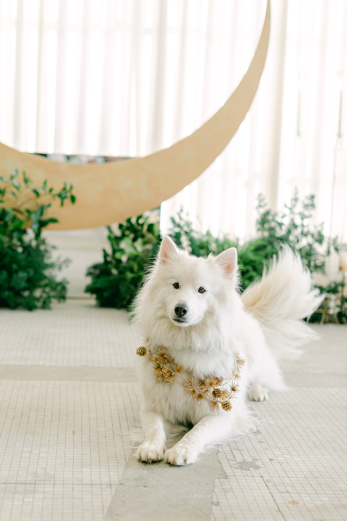 Wedding pet dog - Lily Tapia Photography